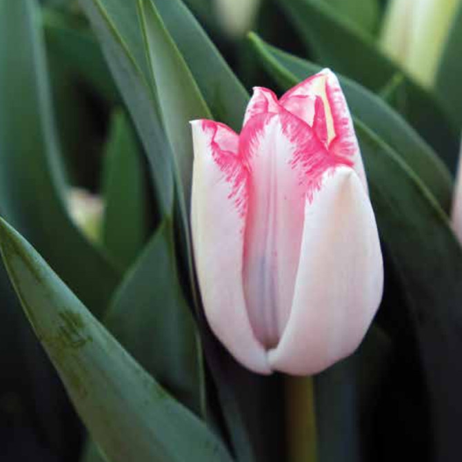Tulip Kyoko Takahashi