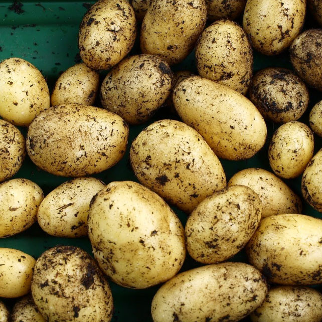 Nicola Potato Seeds