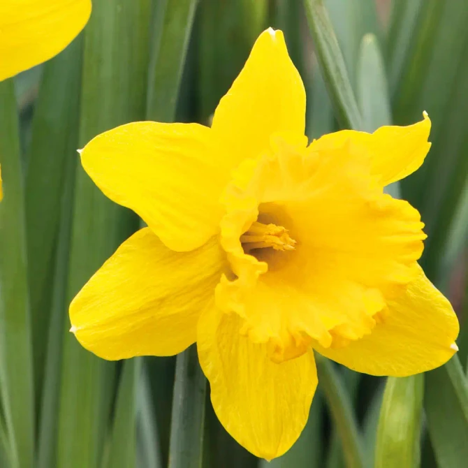 Bulk Narcissi Carlton – Irish Grown Daffodil Bulbs