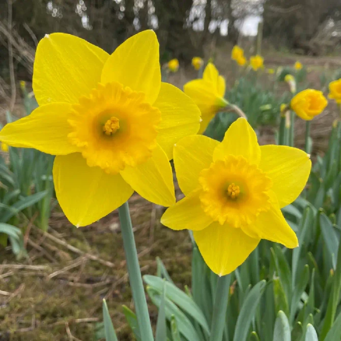Bulk Narcissi Golden Anniversary – Irish Grown Daffodil Bulbs