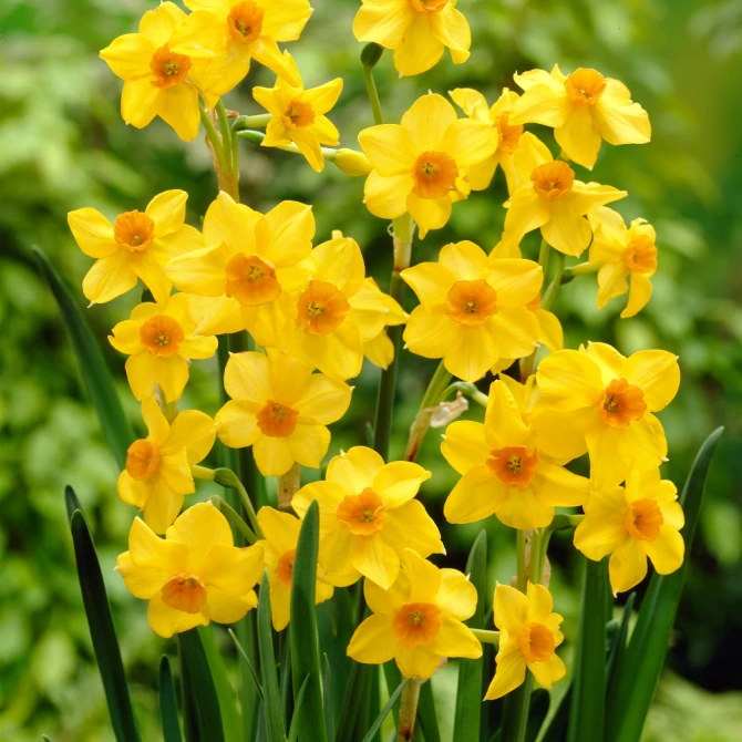 Bulk Narcissi Martinette Fragrant Daffodil Bulbs | Ireland