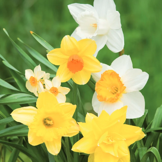 Bulk Mixed varieties of Daffodils