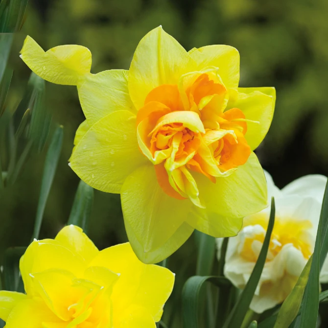 Bulk Mixed Double Daffodils