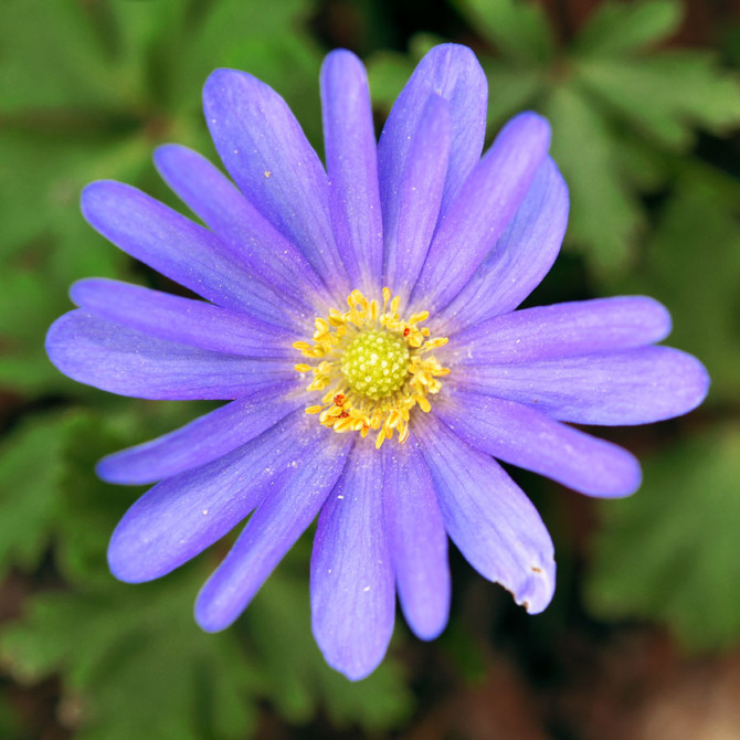 Anemone Blue Shades