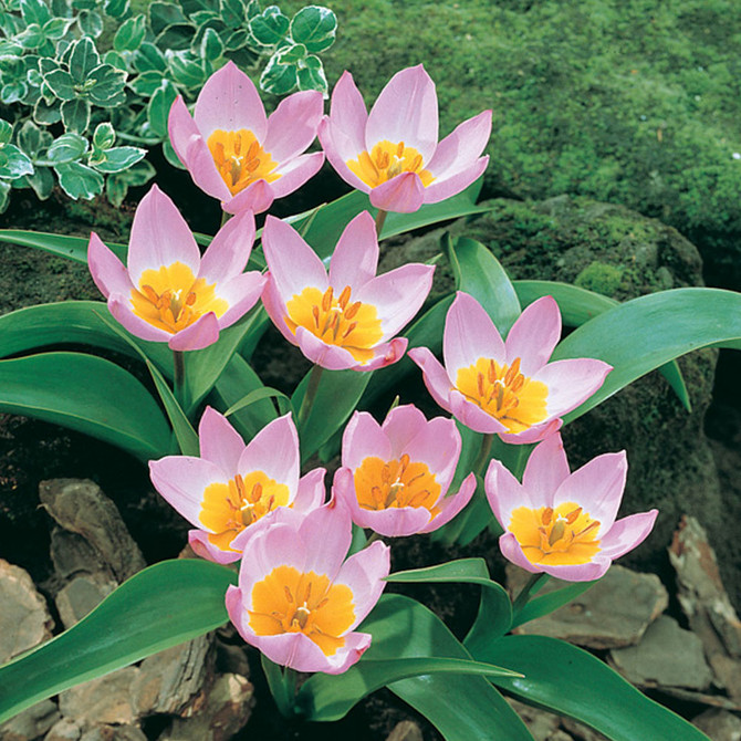 Tulip Bakeri Lilac Wonder