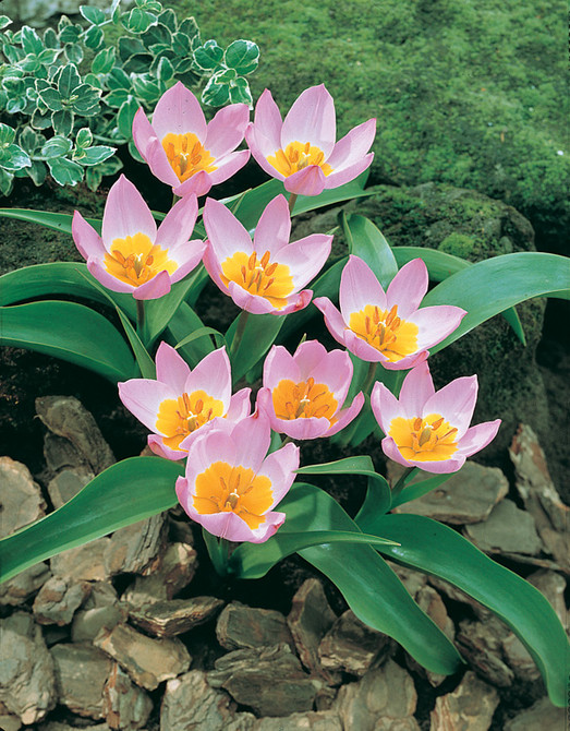 Tulip Bakeri Lilac Wonder (WEB)