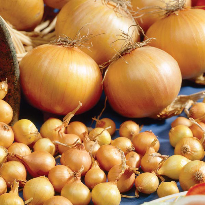 Onion Troy