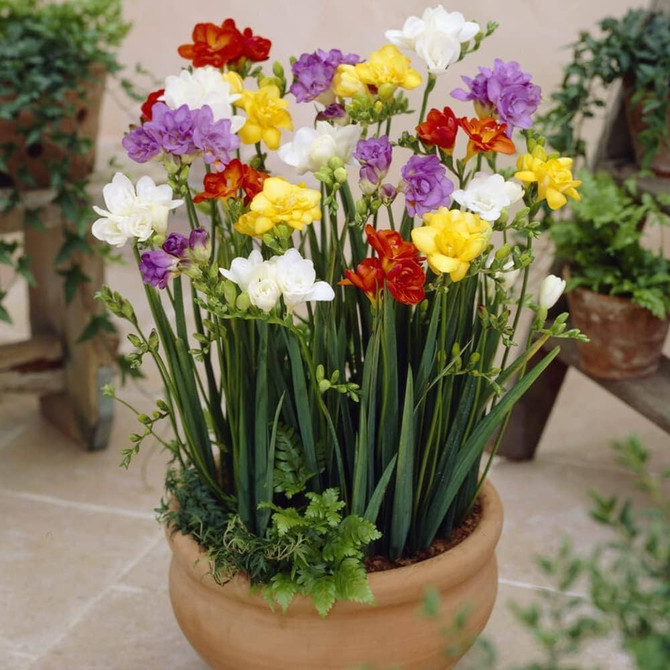 Freesia Mixed