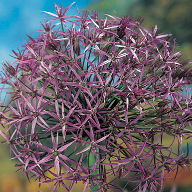 Allium Christophii