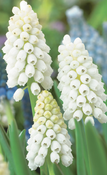 Muscari Aucheri White Magic  (WEB)