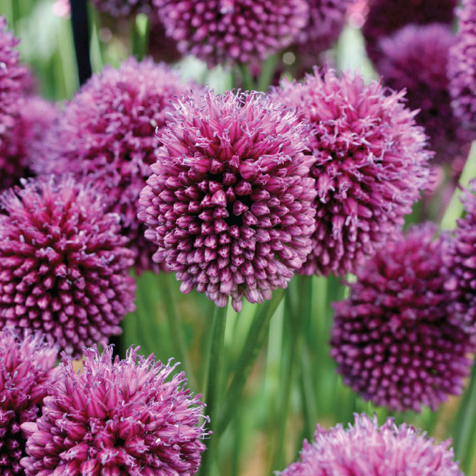 Allium Sphaerocephalon