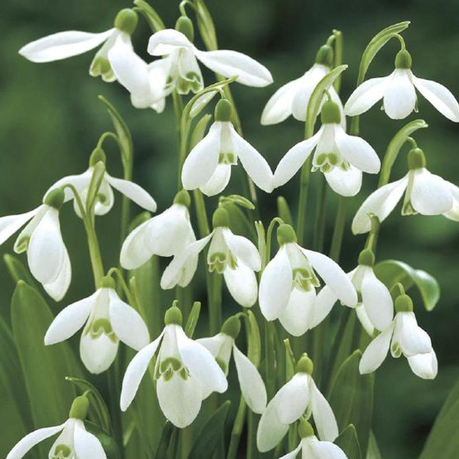 Galanthus Woronowii