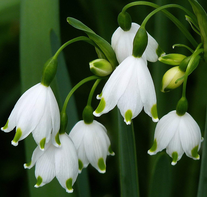 Leucojum Gravetye Giant