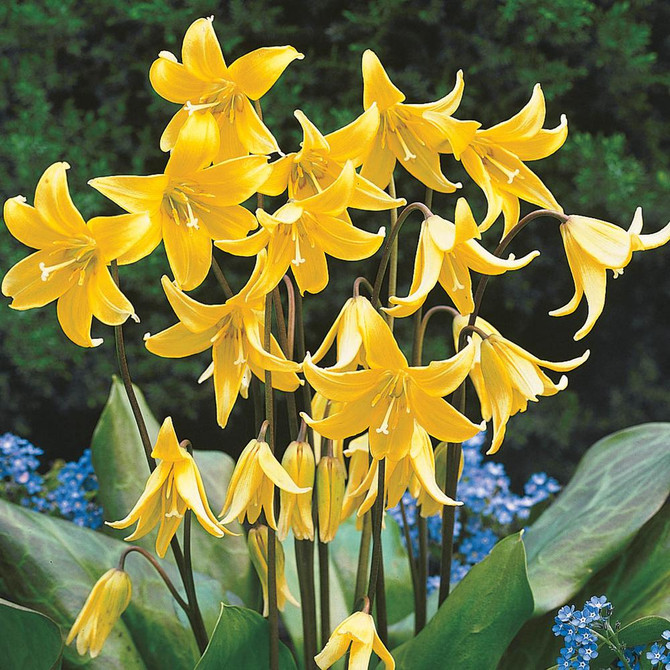Erythronium Yellow Pagoda