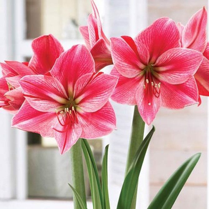 Amaryllis Gervase