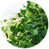 Microgreens