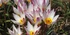Dwarf Tulips