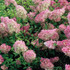 Hydrangea Vanille Fraise