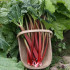 Rhubarb Victoria