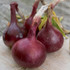 Onion Red Barron