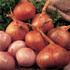 Shallots Red Sun