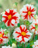 Dahlia Fire & Ice