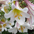 Lilium Regale