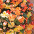 Begonia Apricot Shades