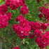 Rose American Pillar Rambler