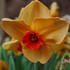 Narcissi Altruist