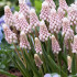 Muscari ‘Pink Sunrise’