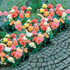 Begonia Pastel Borders