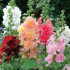 Hollyhock Country Romance Mixed