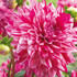 Dahlia Decorative 'Santander'
