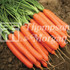 Carrot Romance