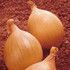 Onion Ailsa Craig