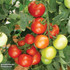 Tomato Moneymaker
