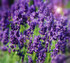 Lavender  'Hidcote'