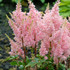ASTILBE YOUNIQUE SALMON