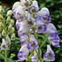 Aconitum x cammarum 'Bicolor' ( Ranunculaceae )