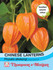 Chinese Lanterns (Physalis gigantea)