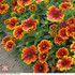 Gaillardia aristata 'Goblin'