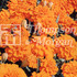 Marigold Boy O Boy Orange (French)