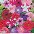 Petunia Rainbow Mixed F2 Hybrid