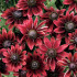 Rudbeckia Cherry Brandy