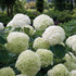 Hydrangea Incrediball