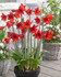 AMARYLLIS SONATINII RED RESCAL