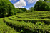 Field on tea plants in Ireland.