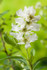 Exochorda racemosa ‘Niagara’