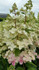 Hydrangea paniculata Confetti